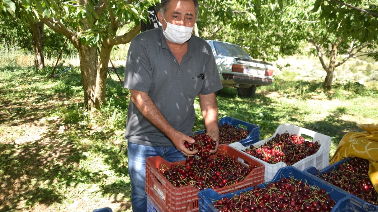 Kiraz üreticisi Ercan Erkek, kirazların bu yıl gayet güzel olduğunu ancak hava şartları ve Kovid-19 nedeniyle bazı sıkıntılar yaşadıklarını belirtti.