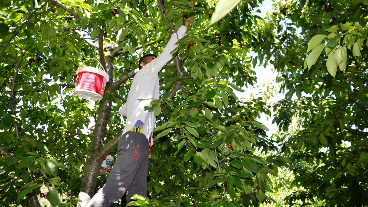 Salgın nedeniyle işçinin gelmediğini de belirten Erkek, "Gelse de çok yüksek ücret istiyor. Onu da karşılayamıyoruz." dedi.