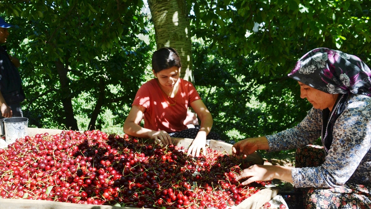 Niyazi Canpolat ise bu sene rekoltenin biraz düşük ancak kalitenin çok güzel olduğunu söyledi.