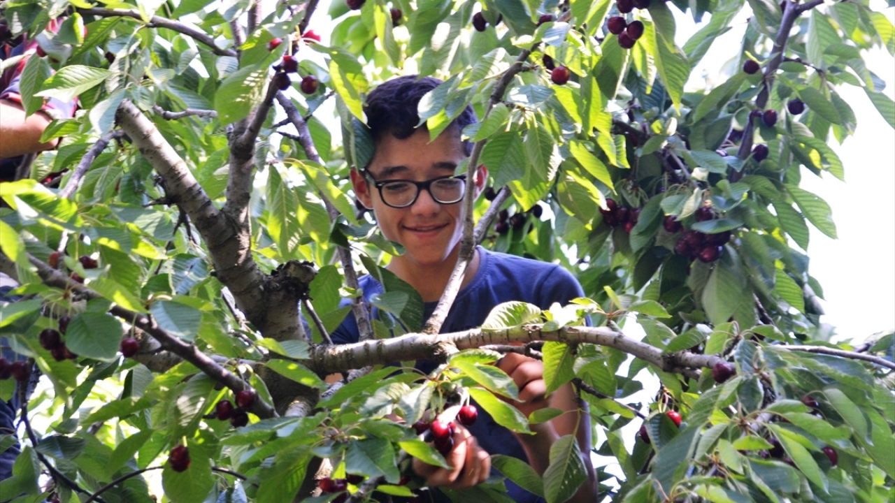 Tüccar Derviş Parlar, Çığşar kirazına, bu yıl salgın nedeniyle yurt dışından talebin az olduğunu kaydetti.
