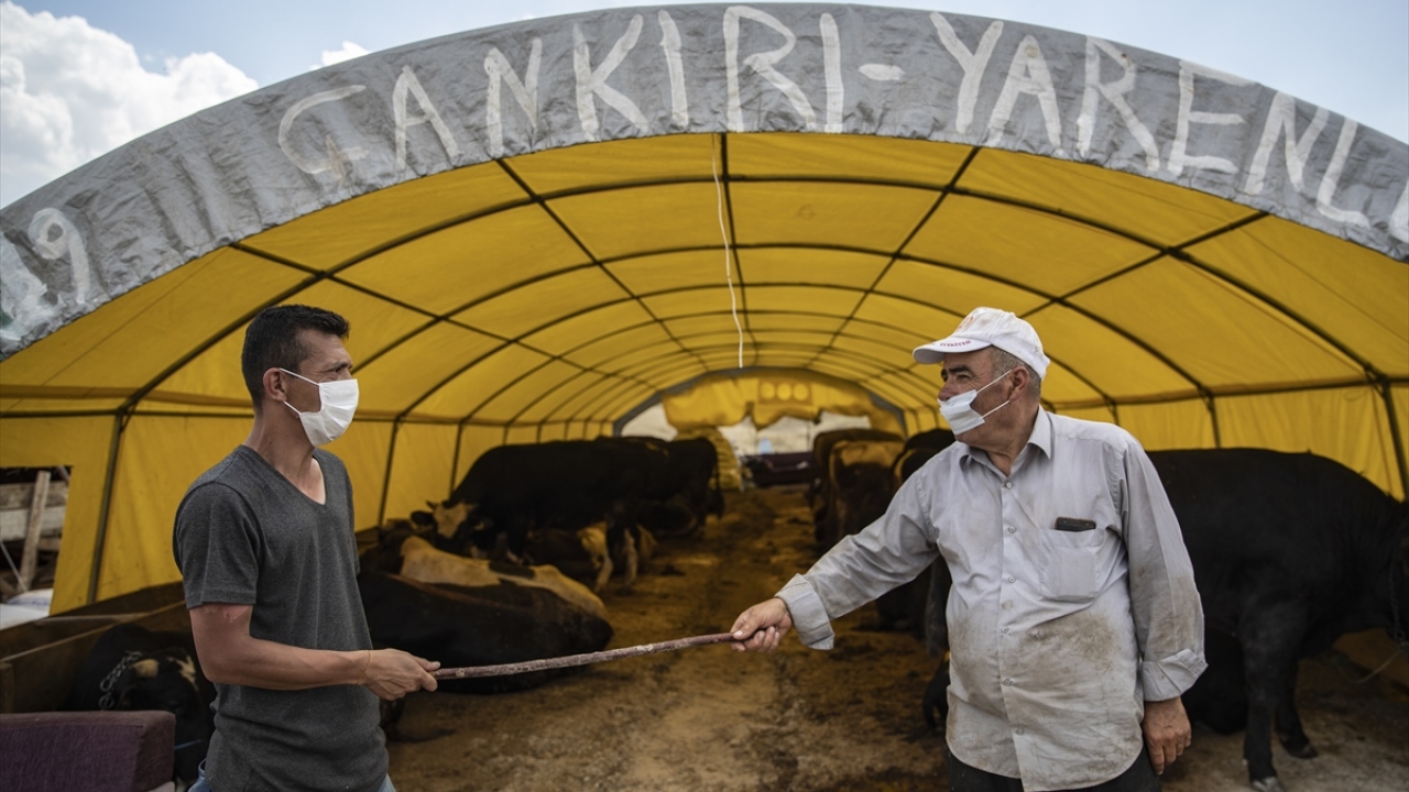 Besiciler, alıcılarla pazarlık yaparken sosyal mesafeyi korumak amacıyla sopa kullandı.