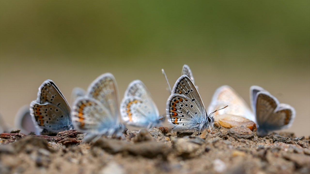 İlçeye gelen fotoğrafçılar ise burada hem bir çok türü gözlemleme hem de fotoğraflayarak kayıt altına alma imkanı buluyor.
