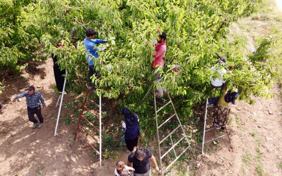 Yok satan kiraz 51 ülkede sofraları süslüyor
