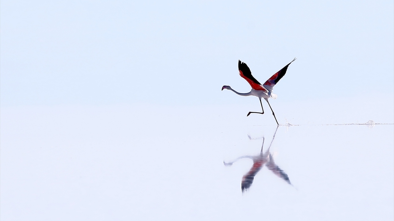 Bilimsel çalışmaları yürüten Doç. Dr. Kiraz Erciyas Yavuz, uzman biyologlar Murat Doğan ve Nizamettin Yavuz, Türkiye`deki en yaşlı flamingoyu tespit etti ve hayat hikayesine ulaştı.