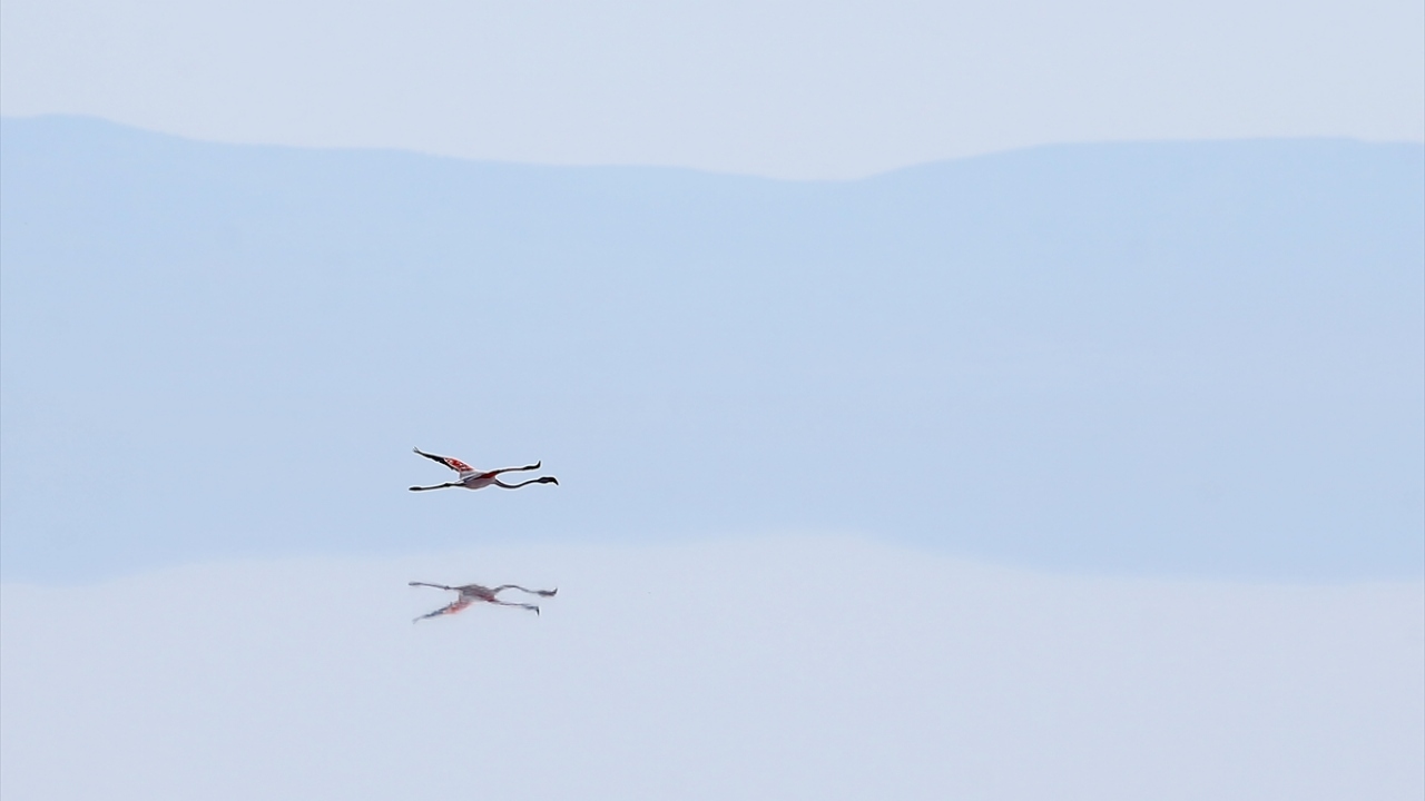 Uzmanlar, buldukları flamingonun, 30 Temmuz 1990`da Fransa`nın Ron Deltası`nda halkalandığını belirledi.