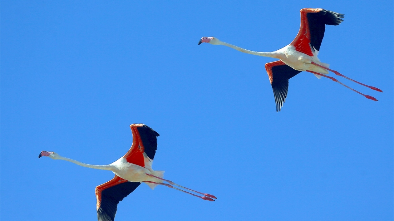 Halkadaki bilgilere göre, flamingo 3 yaşındayken Tunus, 8 yaşındayken İtalya, 23 ve 27 yaşlarında da Tunus`ta gözlemlendi. 