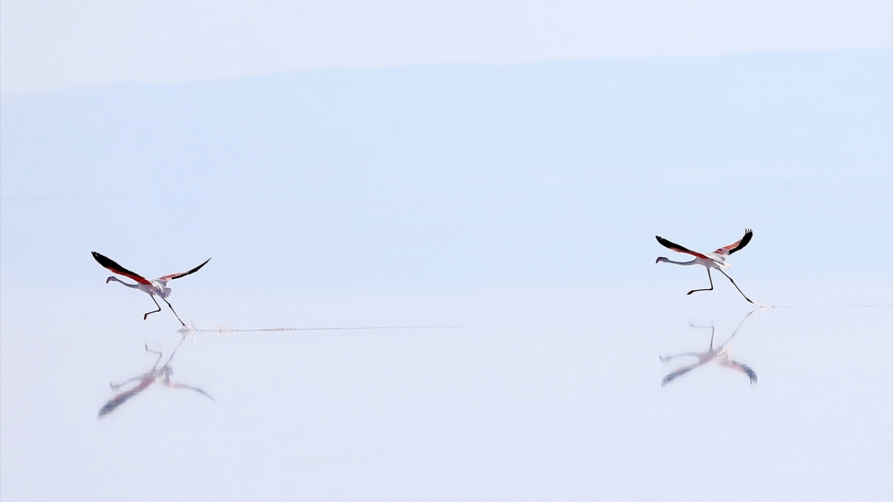 Flamingo`nun Fransa`da halkalandığı yer ile Tuz Gölü`nde halkasının okunduğu yer arasındaki mesafe, 4 bin 400 kilometre olarak belirlendi.