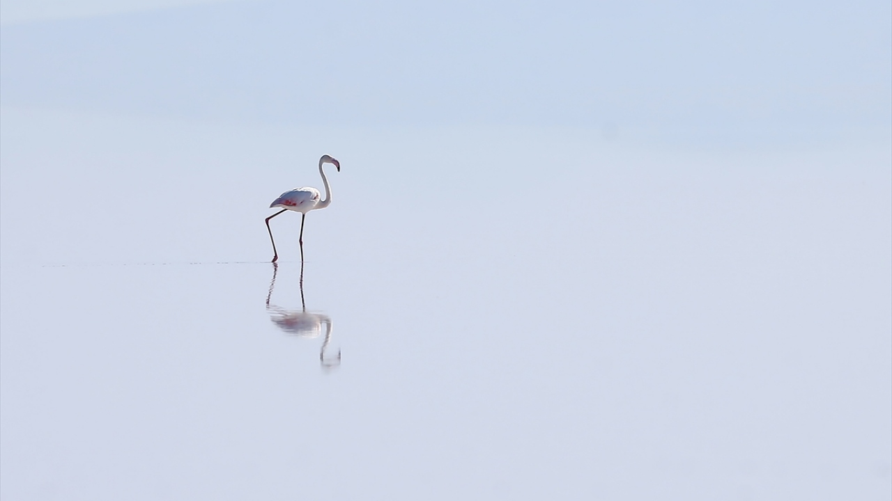 Flamingolar, Türkiye`de ağırlıklı olarak Gediz Deltası ve Tuz Gölü Özel Çevre Koruma Bölgesi`nde yaşıyor. 