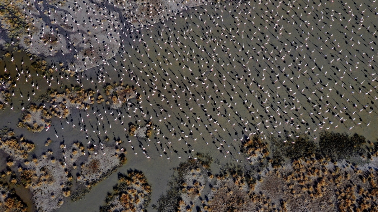 Tuz Gölü, geçen yıl 20 bin flamingo ağırladı.