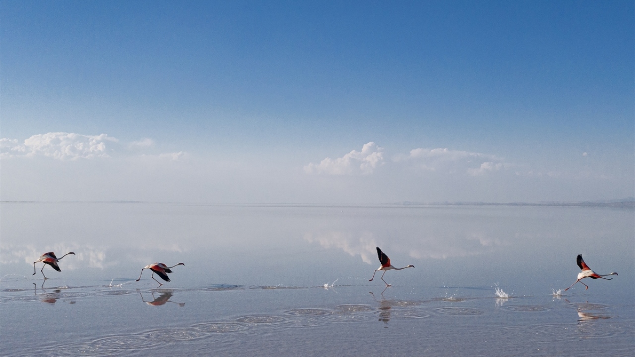 Flamingoların Avrupa popülasyonunun yüzde 25`e yakını Türkiye`de görülüyor.