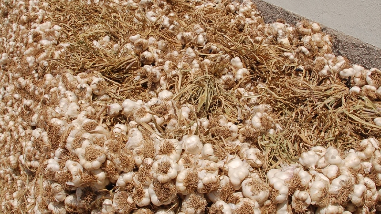 100 hanelik mahallede 1600 rakımda yaklaşık 4 bin dekar arazide üretilen sarımsağın hasadına başlanması dolayısıyla Tarım ve Orman İl Müdürü Mustafa Bozkurt`un katılımıyla program düzenlendi.