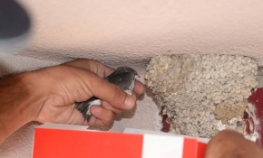 Yuvasından düşen kırlangıç için itfaiye ekipleri seferber oldu