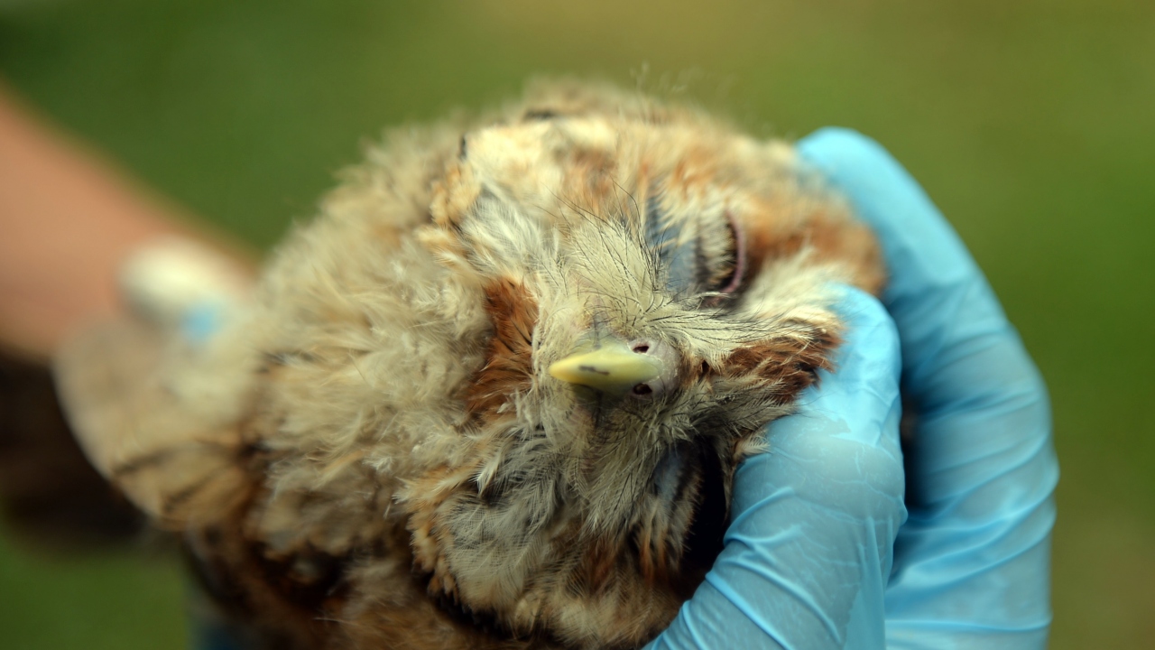 Merkezdeki iyileştirme oranı yüzde 60`larda