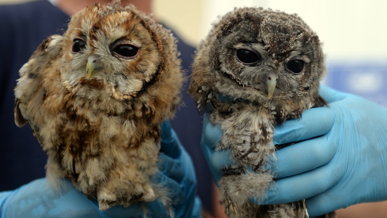 Bir insanın bir yaban hayvanına normal şartlarda ulaşamayacağının altını çizen Çalışkan, şunları kaydetti: