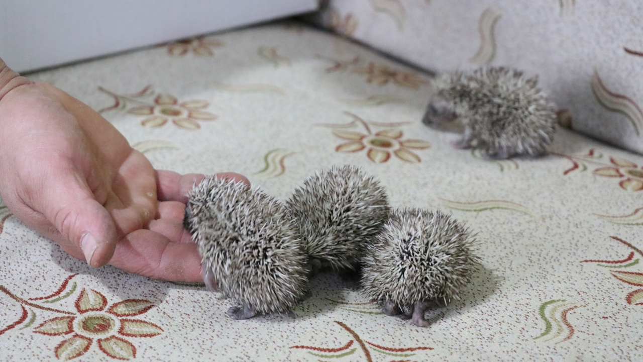 Gözleri yeni açılan yavru kirpilerin zarar görmemesi için çaba harcadıklarını dile getiren Çetmi, 