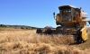 Tekirdağ'da 10 bin yıllık siyez buğdayının hasadı yapıldı