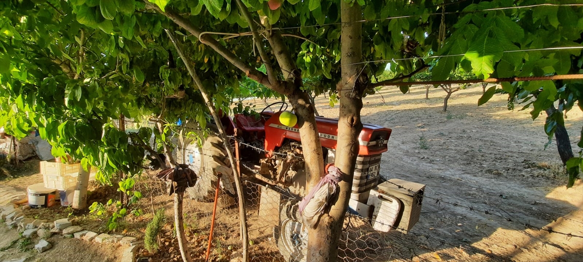 İlçeye bağlı Göldere köyünde çiftçilik yapan Mehmet Turan`a ait bahçedeki elma ağacı gövdesinin ortasında meyve verdi.