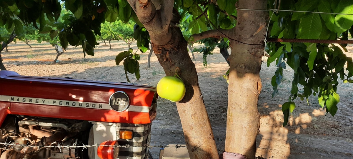 Meyveleri görünce şaşıran çiftçi Turan, "Yıllardır bu ağaçtan elma alırım ancak böyle bir durumla daha önce karşılaşmadım. İlk kez bu yıl elma ağacımız dalının yanında, gövdesinde meyve verdi." dedi.
