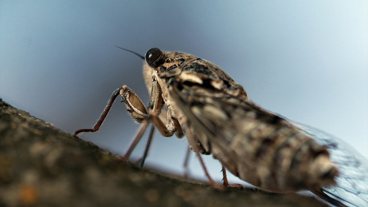 Dişilerce ağaç dallarındaki yarıklara bırakılan yumurtalar bir süre sonra larva olarak yeniden toprağa döner ve yeryüzüne çıkacakları anı bekler. 