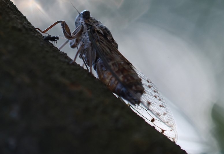 Dişileri ötmeyen bu böceklerin erkekleri ise birkaç haftalık ömürlerinde eş adaylarının ilgisini çekebilmek için gün boyu karın zarlarını titreterek meşhur seslerini çıkarıyor.