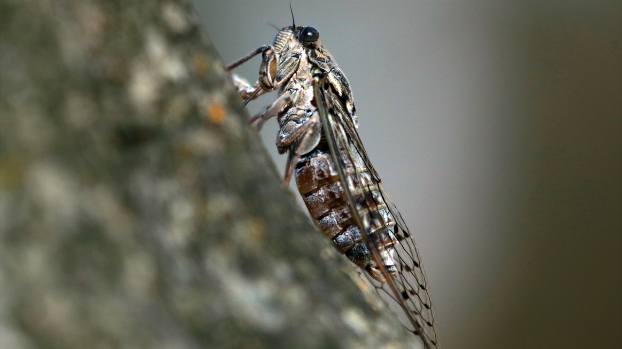  Larva halinde topraktan çıkan ağustos böcekleri, kabuklarından sıyrıldıktan hemen sonra kanat kazanır. 