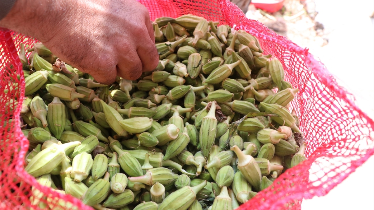 Kendine özgü yapısıyla "tombul bamya" adıyla da bilinen, altı köşeli, ucu küt ve kısa olan "Balıkesir bamyası", en etli türlerden biri olarak dikkati çekiyor.