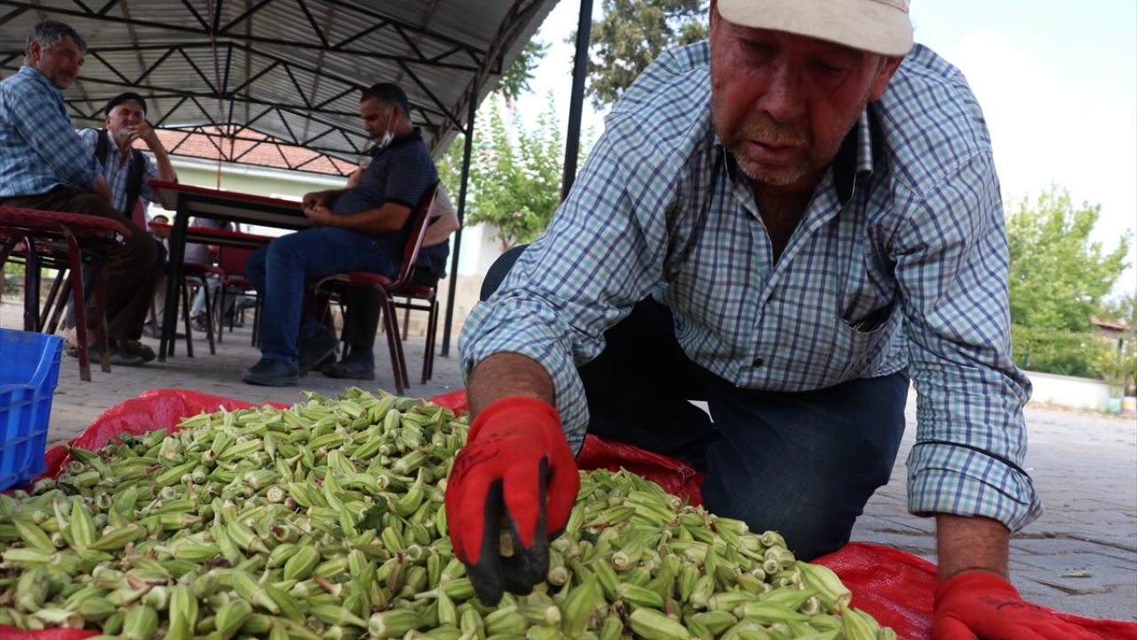 Ailece gittikleri tarlalarda bamyaları tek tek elle toplayan yetiştiriciler, kilogramı 4 liradan satışa sunulan ürün için alıcılarını bekliyor.