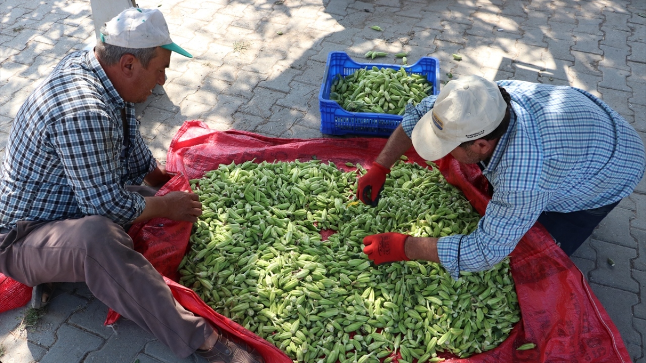 İlde çoğunlukla merkez Altıeylül ilçesine bağlı Bayat, Bereketli, Nergiz ve Çiftlik mahallelerinde nisan ayında 2 bin 500 dekar alana bamya ekildi.