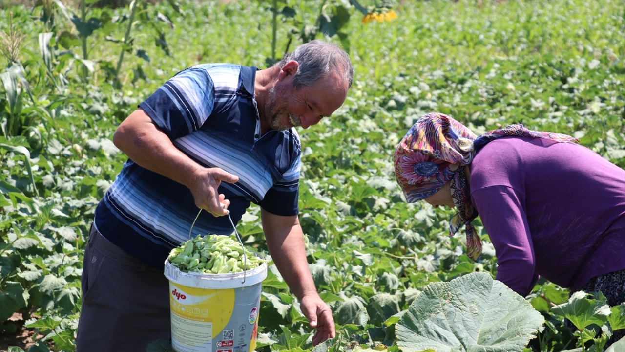 Sözat, Balıkesir diye başka çeşit bamyaların satıldığını belirterek, şunları kaydetti: