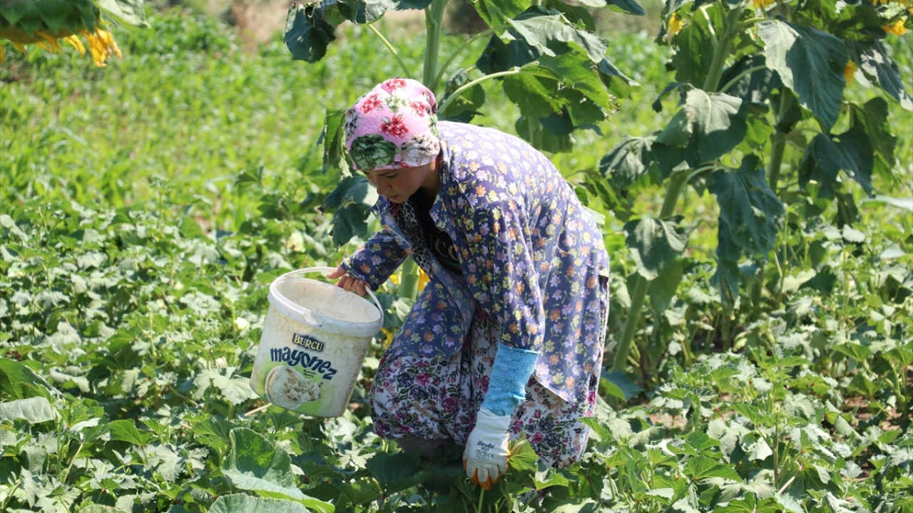 Demir, günün büyük bölümünde hasat için mesai harcadıklarını dile getirdi.