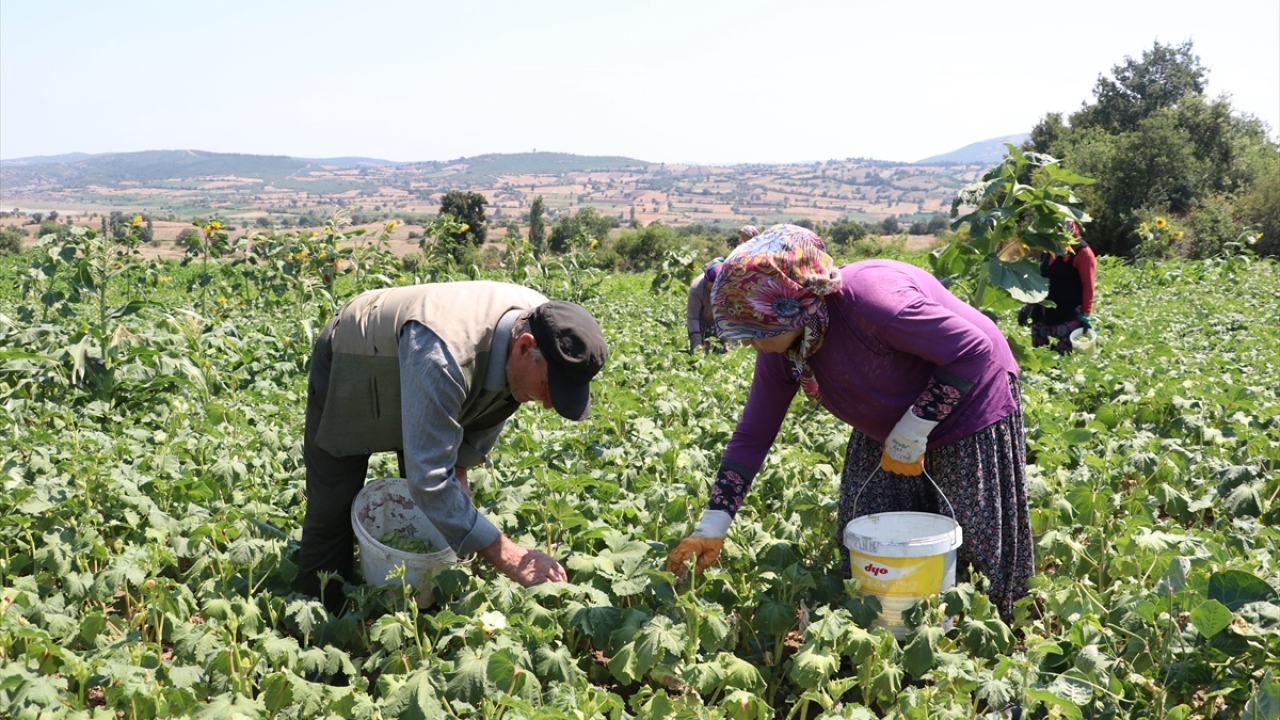 Bütün müşterileri, konserve fabrikalarını bekliyoruz"