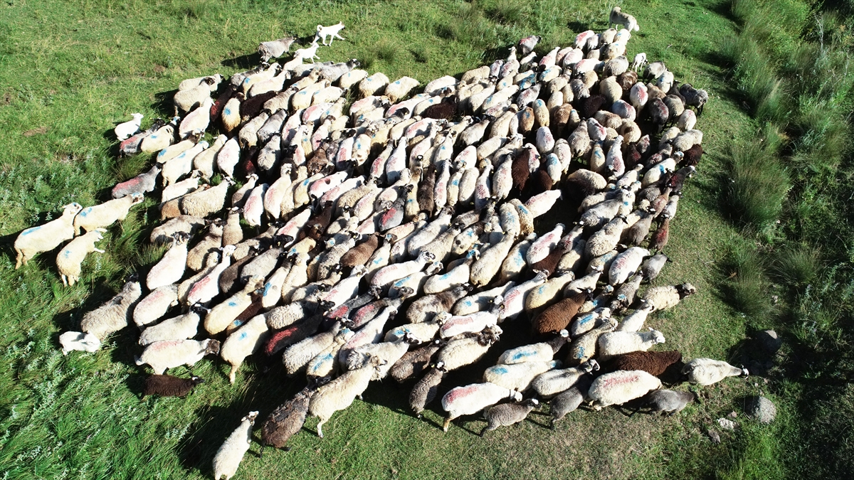 Beyoğlu Belediyesinde işçi olarak çalışan 38 yaşındaki Mücahit Şerbetçi, hem üretim yapmak hem de Giresun`un Alucra ilçesi Karabörk köyünde kendisine ait arazileri değerlendirmek için araştırmalara başladı. 