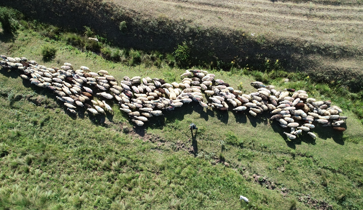 Devletin genç girişimcilerle ilgili yaptığı çağrılardan etkilenen Şerbetçi, küçükbaş hayvancılık yapmaya karar verip işinden istifa etti. 