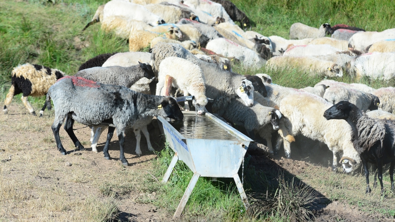 Memleketi Alucra ilçesine yerleşen Şerbetçi, 75 Romanov cinsi koyunla başladığı küçükbaş hayvan sayısını 1,5 yılda 350`ye çıkardı. Şerbetçi, sürüsü için iki de çoban çalıştırıyor. 