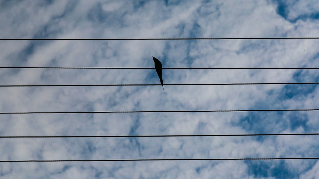 Bir tarafında Aras Nehri bir tarafında ise Aras Dağları bulunan Aras Vadisi, Doğu Anadolu`nun önemli kuş merkezleri arasında yer alıyor.
