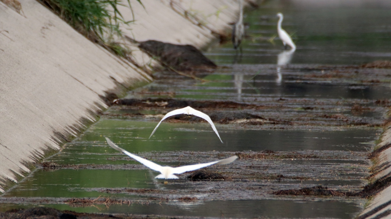 Kent merkezi ve ilçelerinin de içinde bulunduğu vadideki çok sayıda sulak ve yeşil alan, birçok kuş türüne ev sahipliği yapıyor.