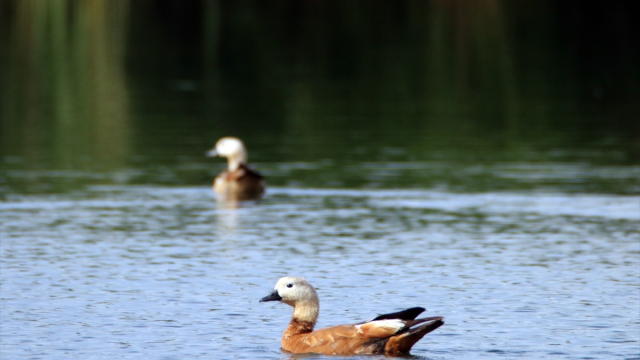 Fotoğrafta angıt görülüyor.