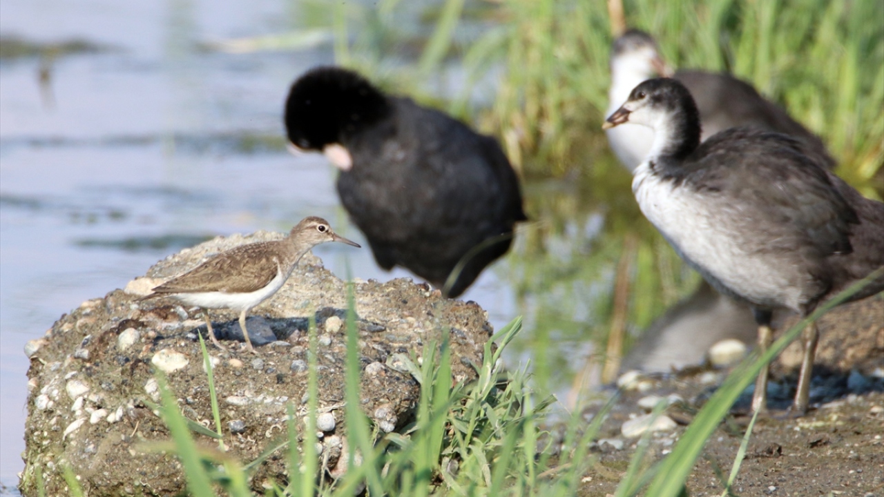 Fotoğrafta sakarmeke görülüyor.