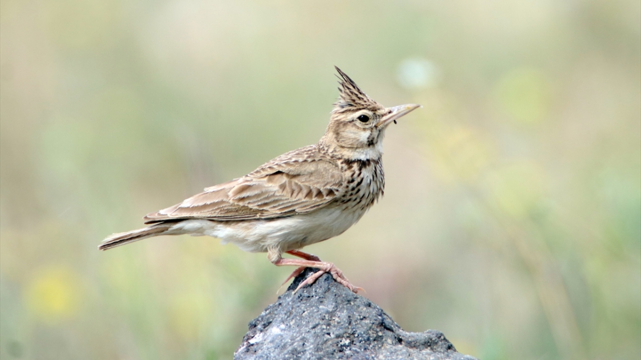 Fotoğrafta tepeli toygar görülüyor.