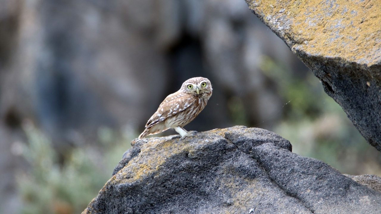 Fotoğrafta kukumav görülüyor.