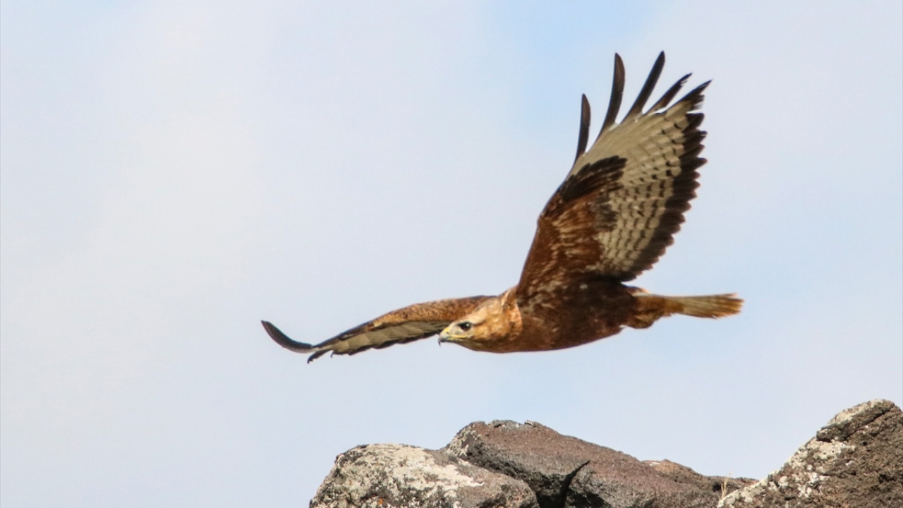 Fotoğrafta kızıl şahin görülüyor.