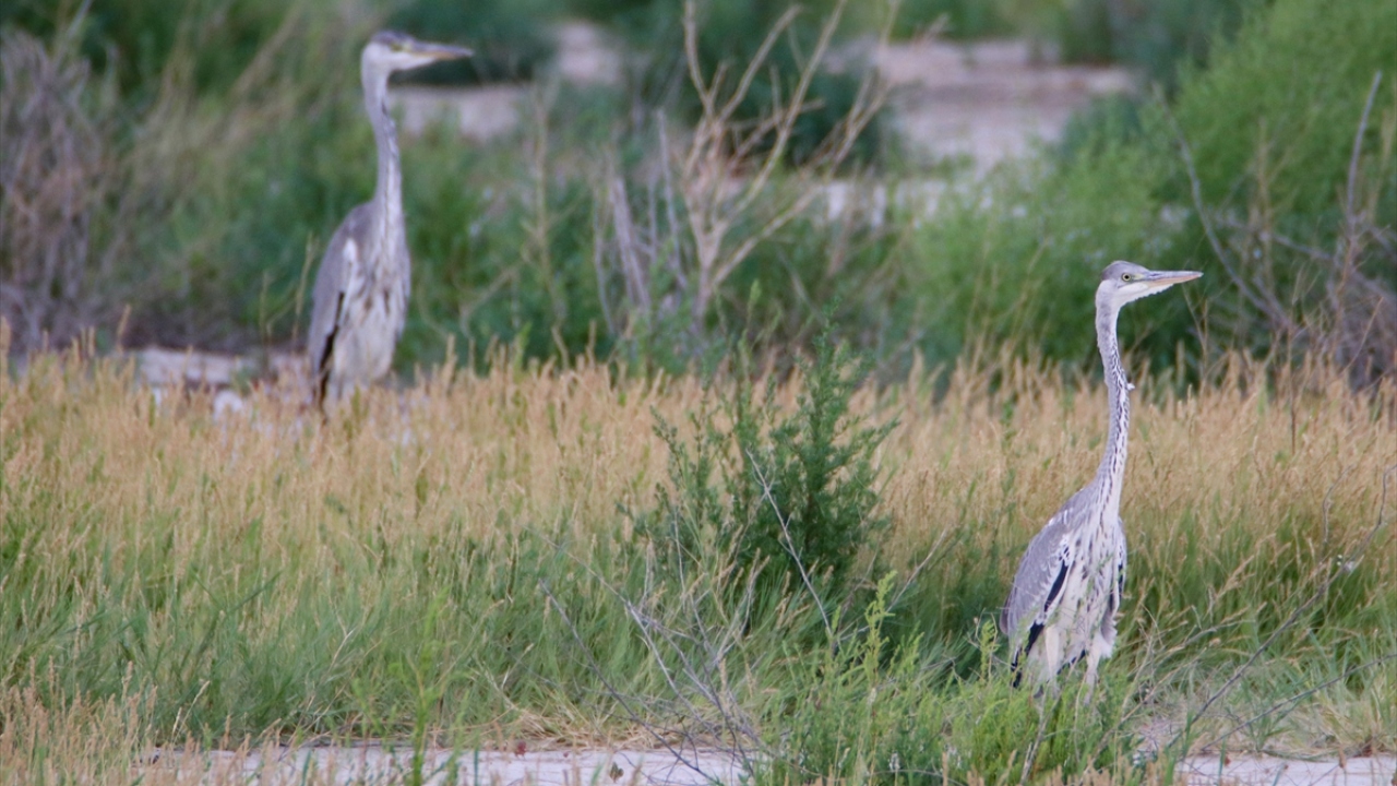 Fotoğrafta gri balıkçıl görülüyor.