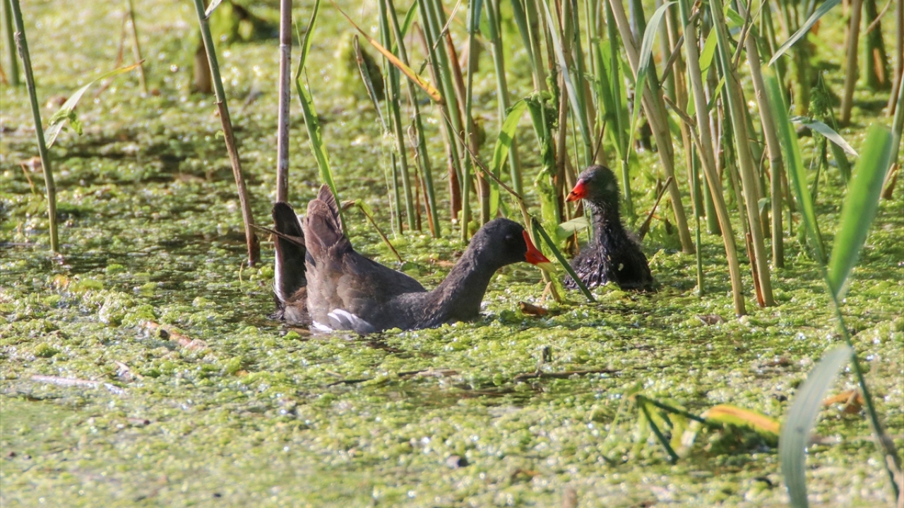Fotoğrafta saz tavuğu görülüyor.