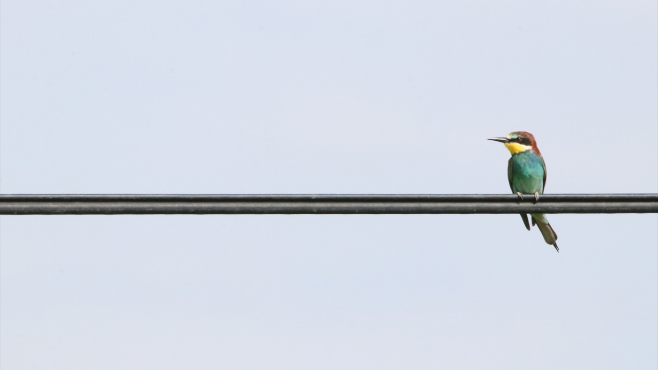 Fotoğrafta arı kuşu görülüyor.