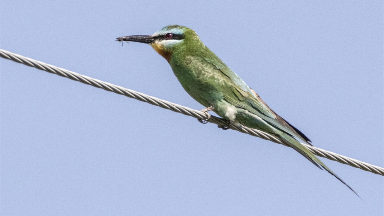 Fotoğrafta yeşil arı kuşu görülüyor.
