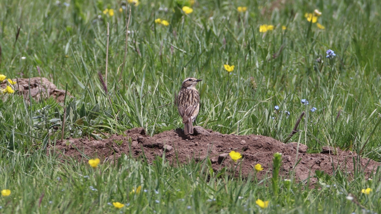 Fotoğrafta kuyrukkakan görülüyor.