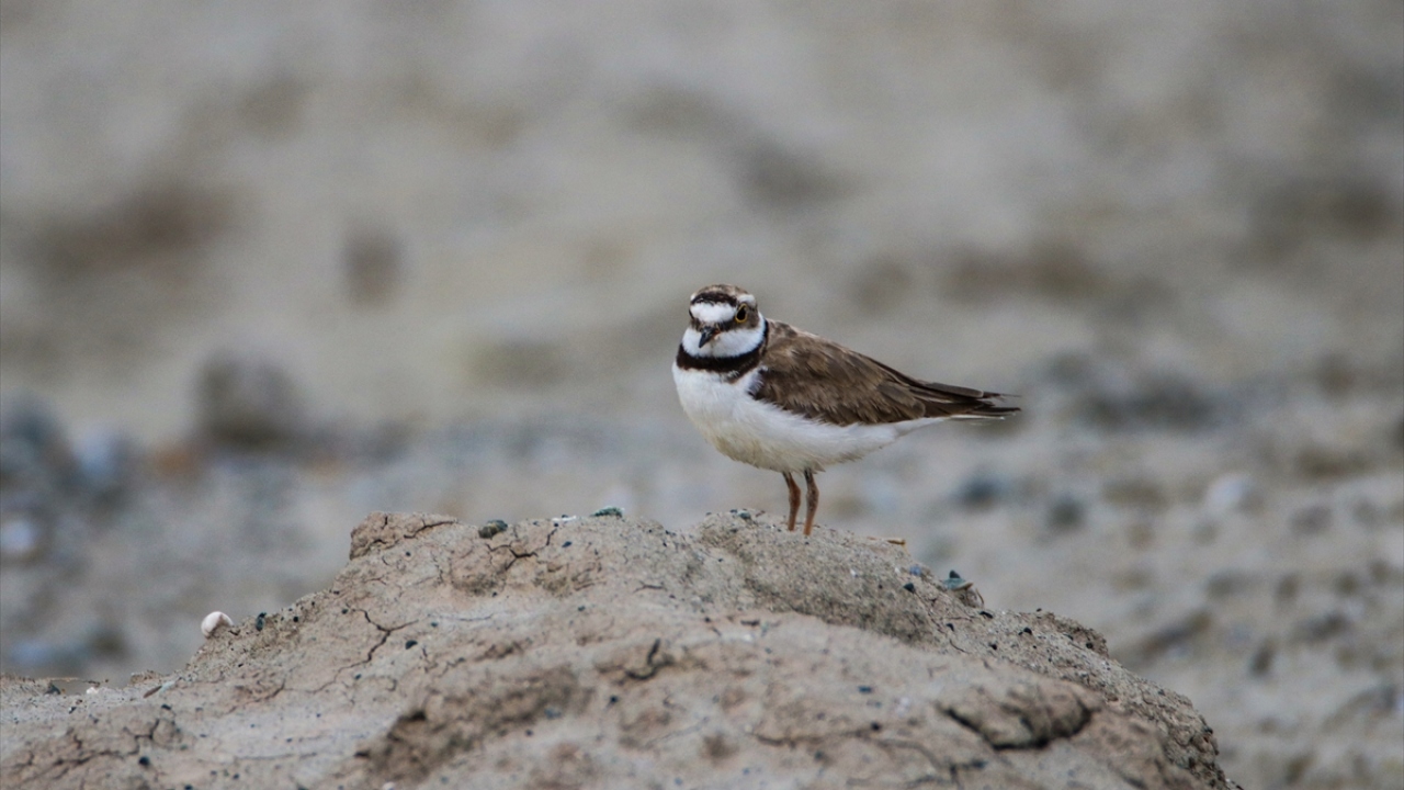 Fotoğrafta halkalı cılıbıt görülüyor.