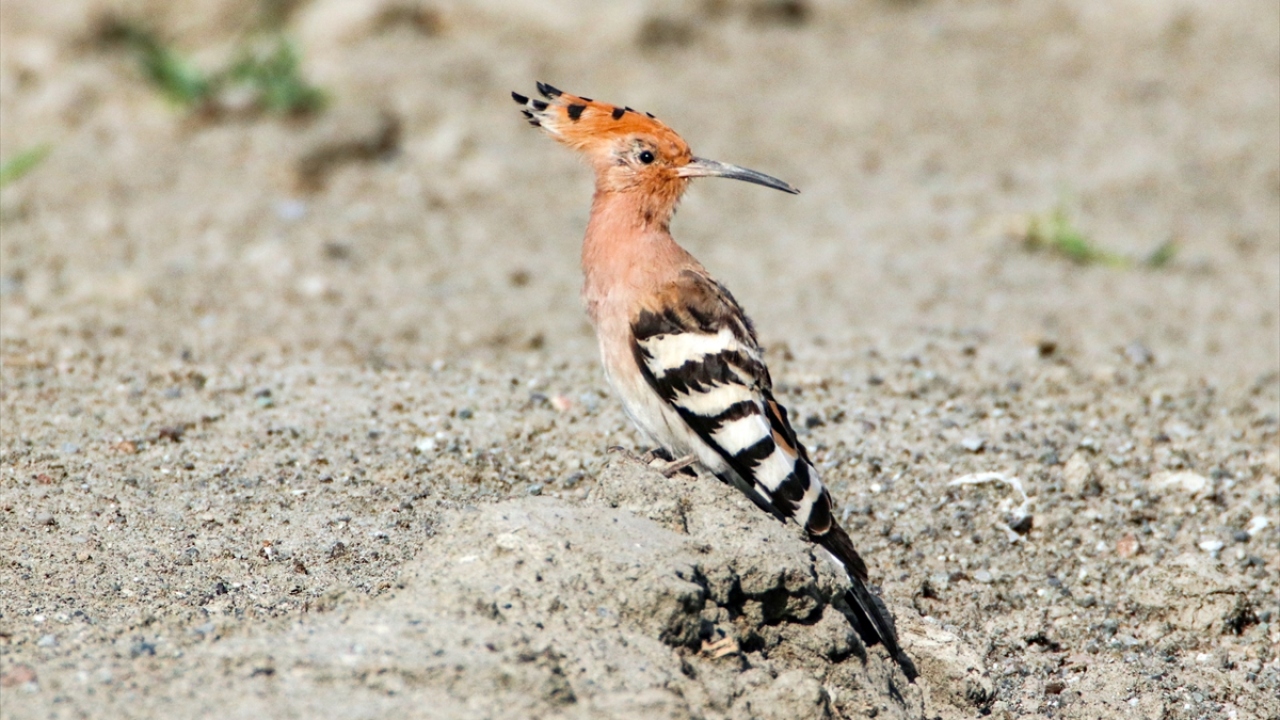 Fotoğrafta ibibik görülüyor.