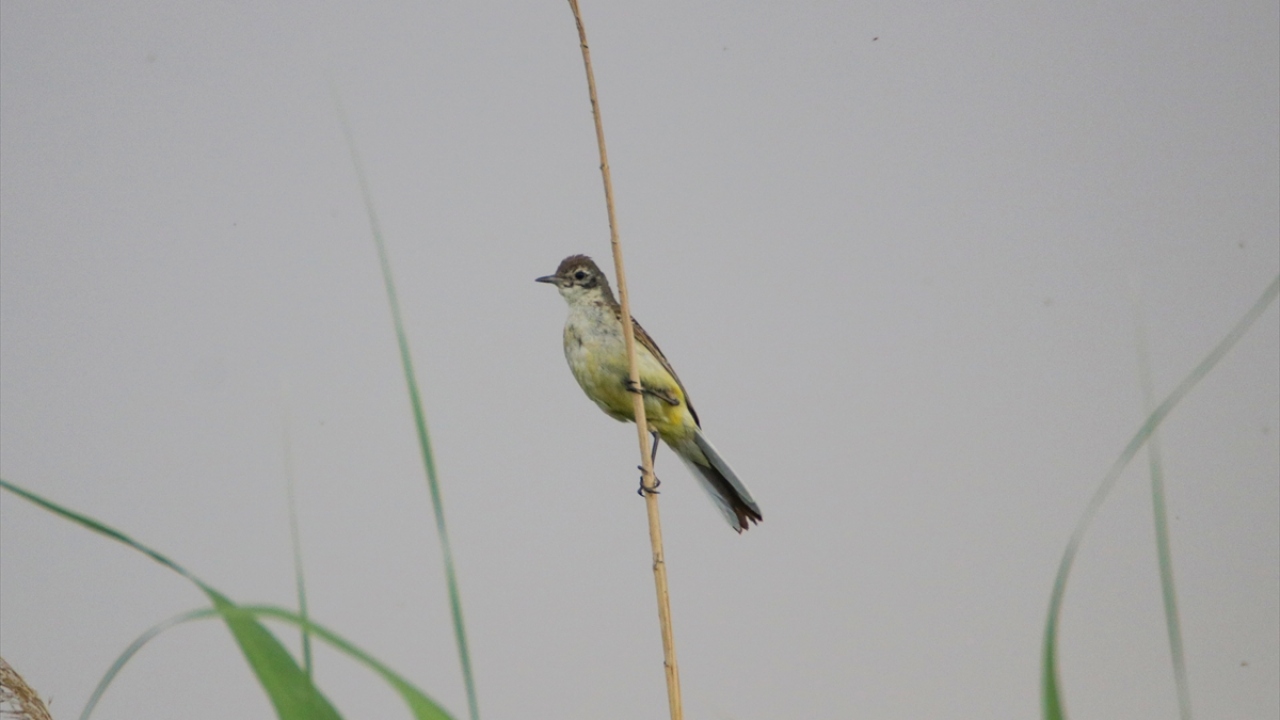 Fotoğrafta dağ kuyruksallayanı görülüyor.