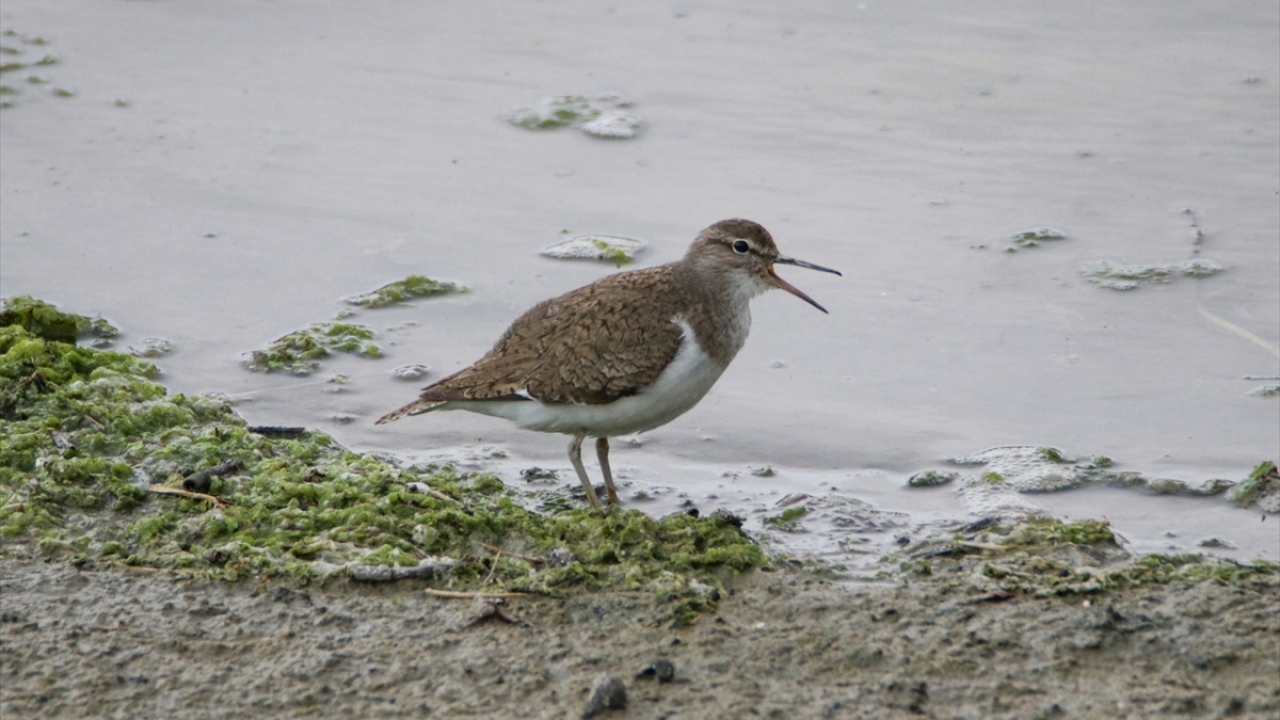 Fotoğrafta dere düdükçünü görülüyor.